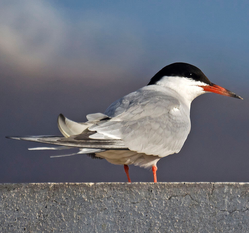 Charrán común (Sterna hirundo)