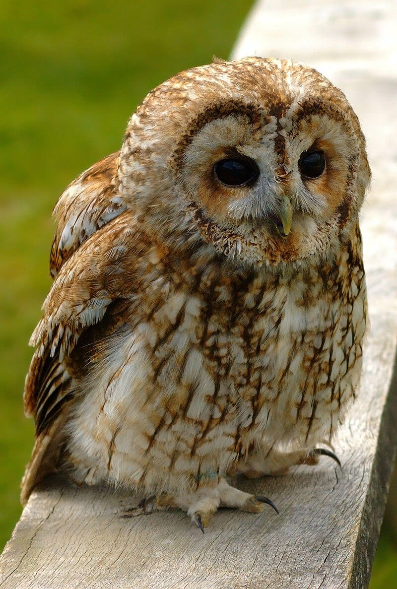 Cárabo común (Strix aluco)
