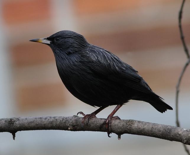 Estornino negro (Sturnus unicolor)