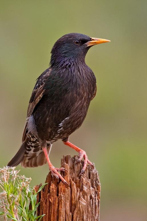 Estornino pinto (Sturnus vulgaris)