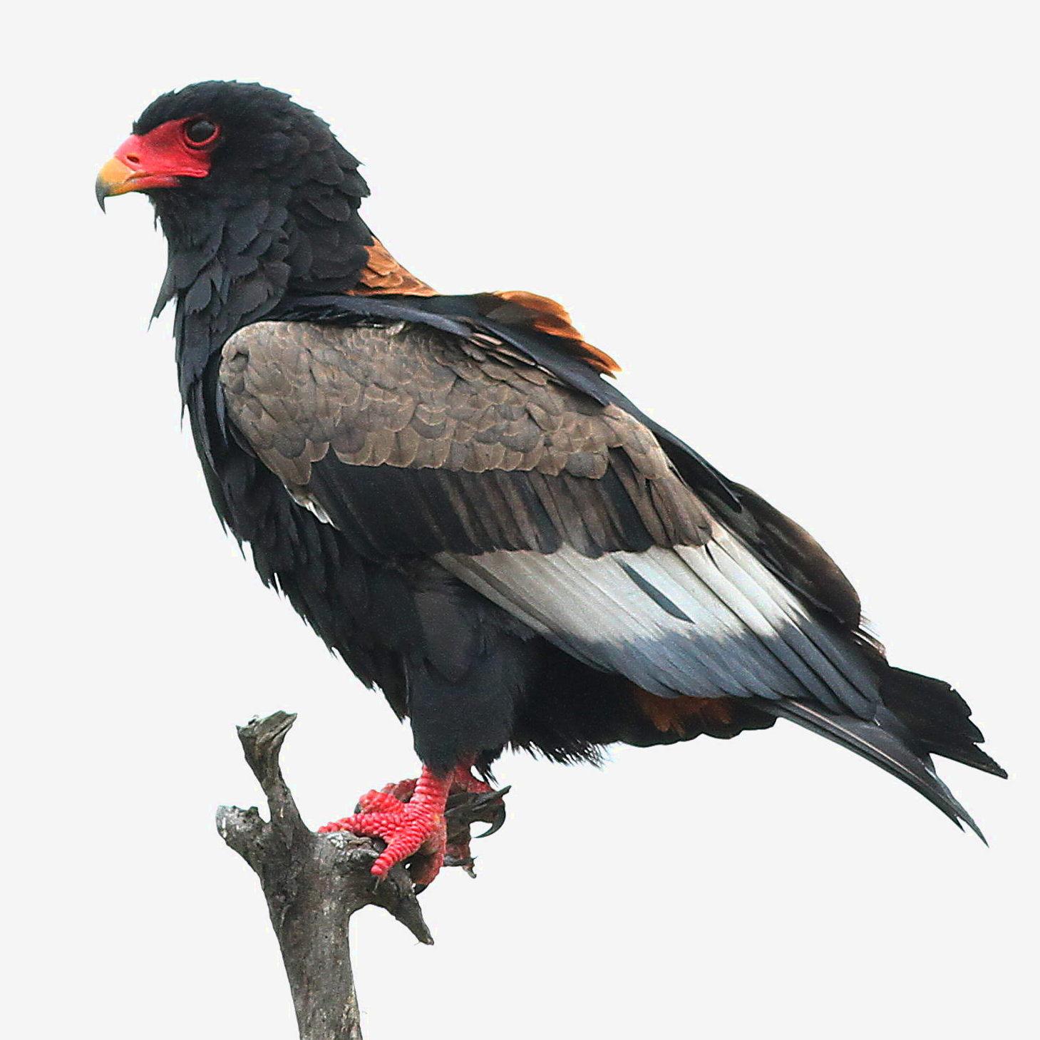 Águila volatinera (Terathopius ecaudatus)