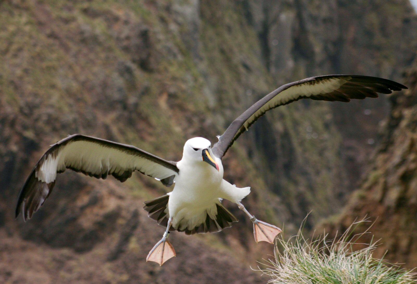 Albatros picofino (Thalassarche chlororhynchos)