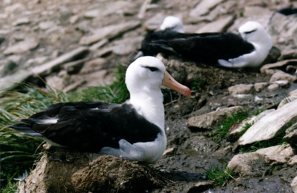 Albatros ojeroso (Thalassarche melanophris)