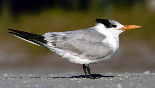 Charrán real (Thalasseus maximus)