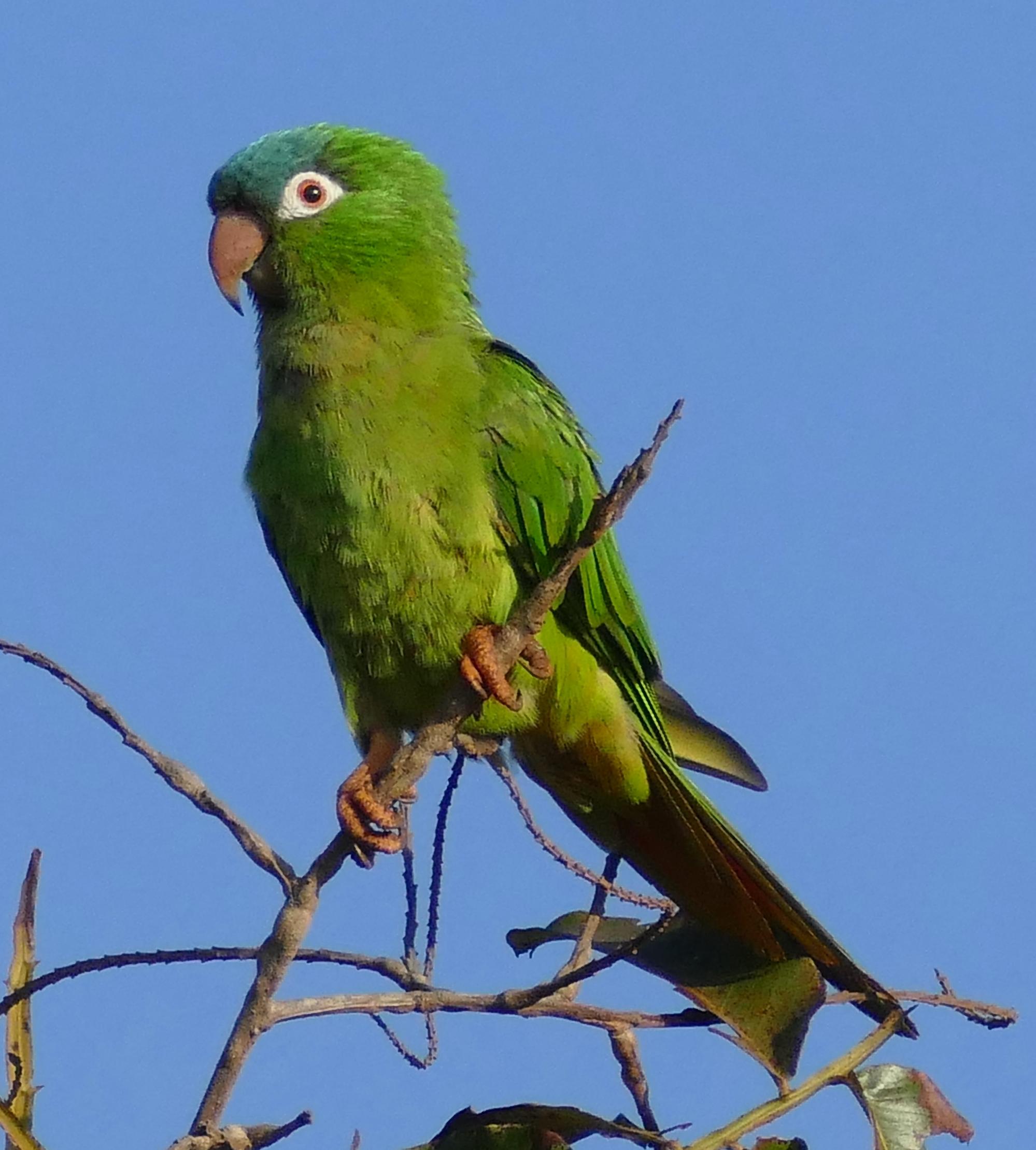 Aratinga cabeciazul (Thectocercus acuticaudatus)
