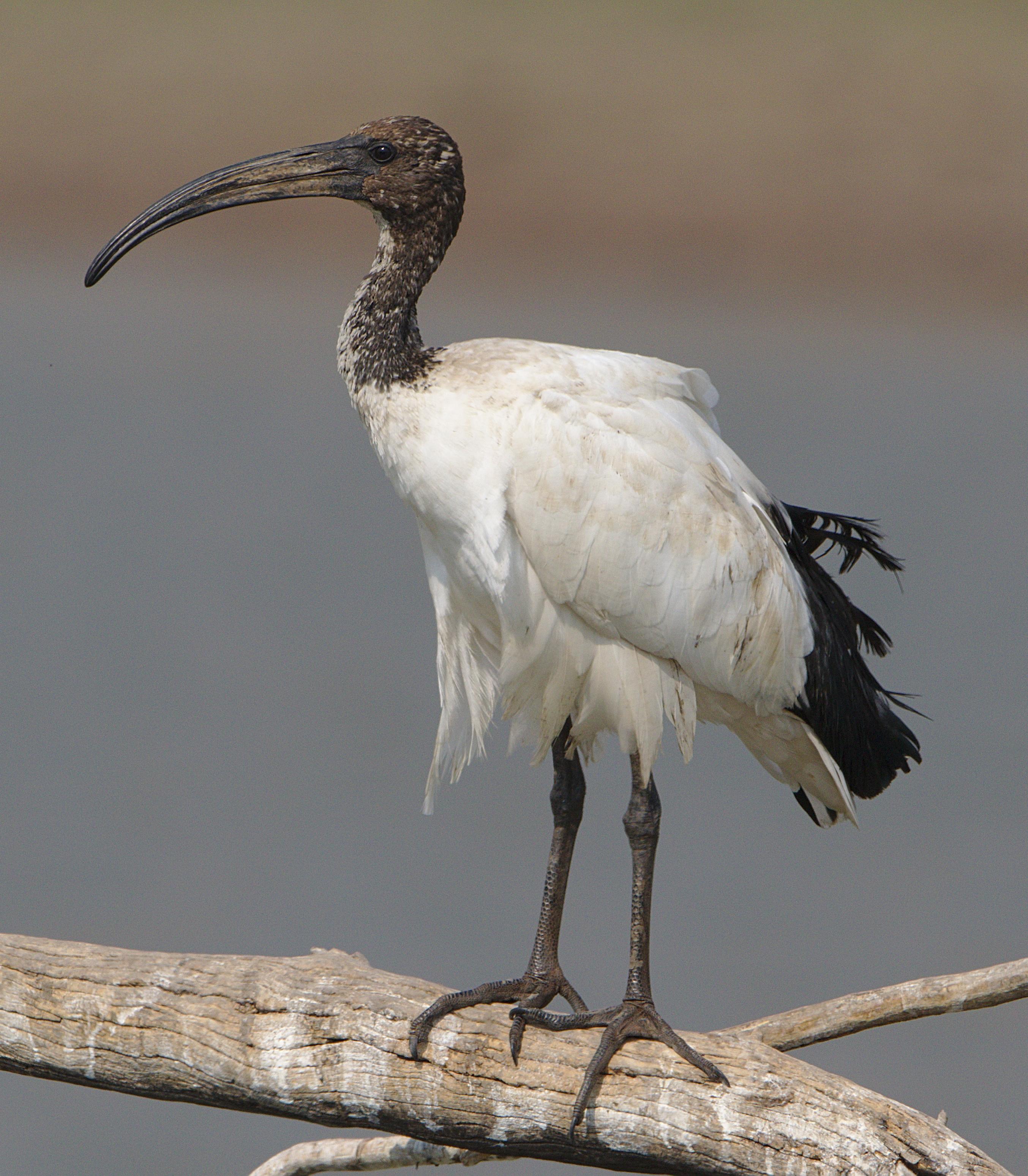 Ibis sagrado (Threskiornis aethiopicus)