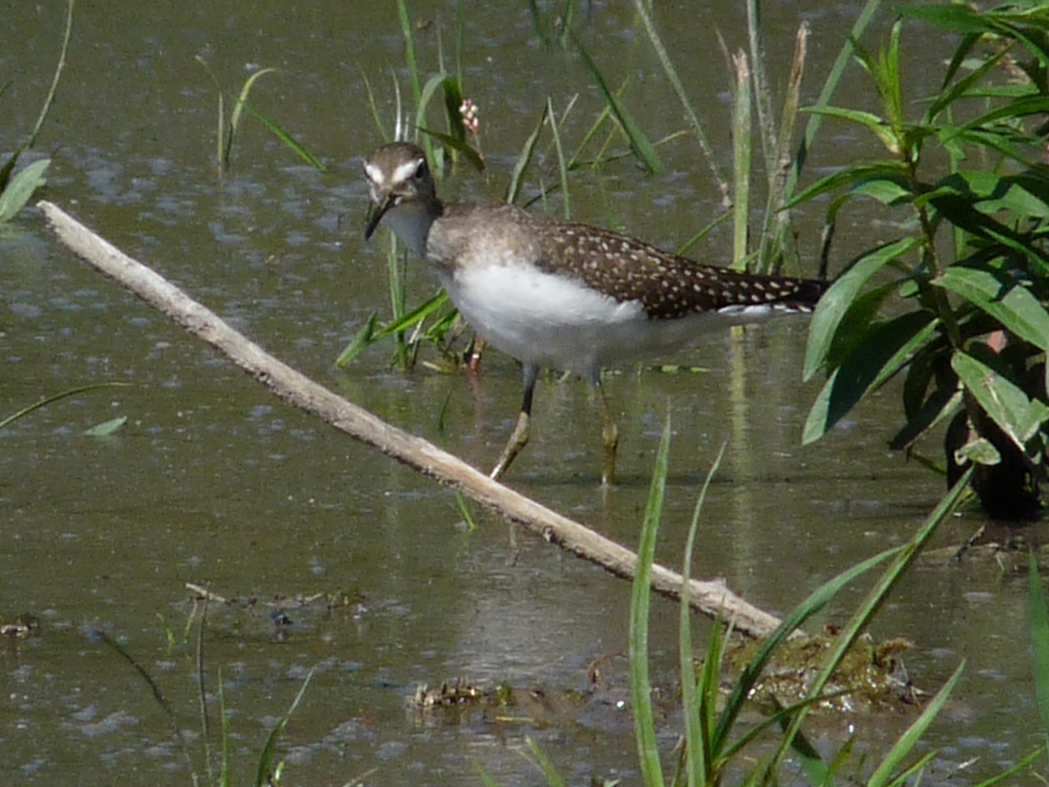 Andarríos solitario (Tringa solitaria)
