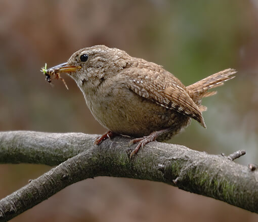 Chochín paleártico (Troglodytes troglodytes)