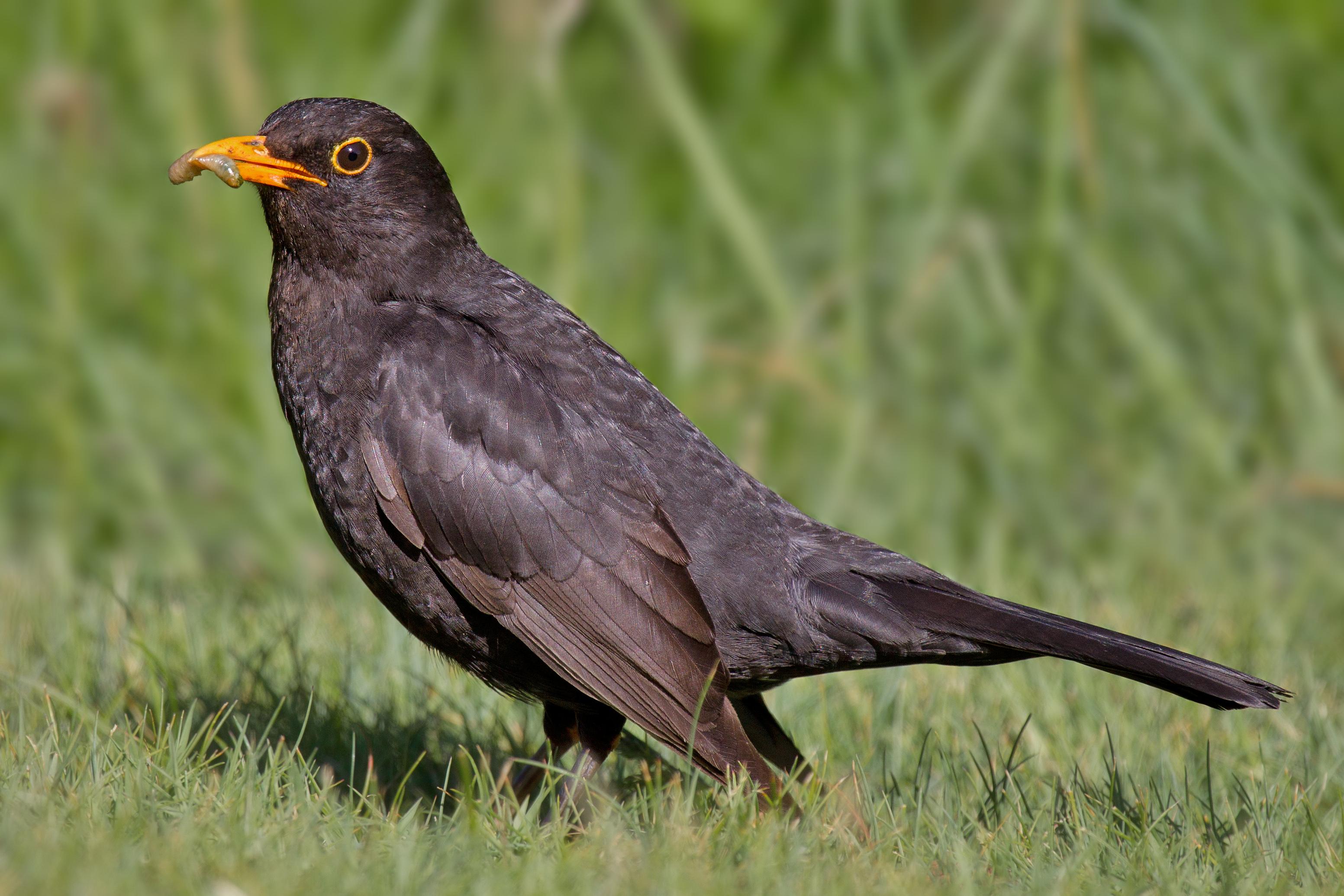 Mirlo común (Turdus merula)