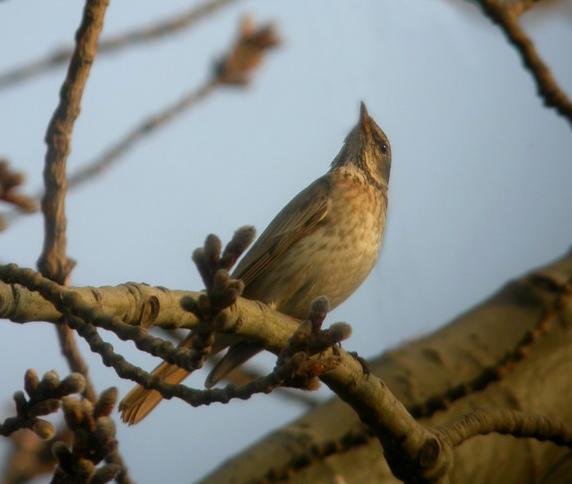 Zorzal de Naumann (Turdus naumanni)