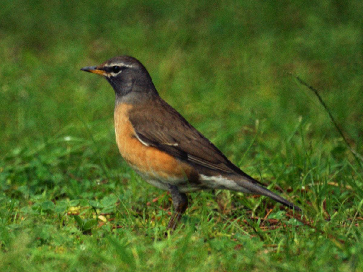 Zorzal rojigrís (Turdus obscurus)