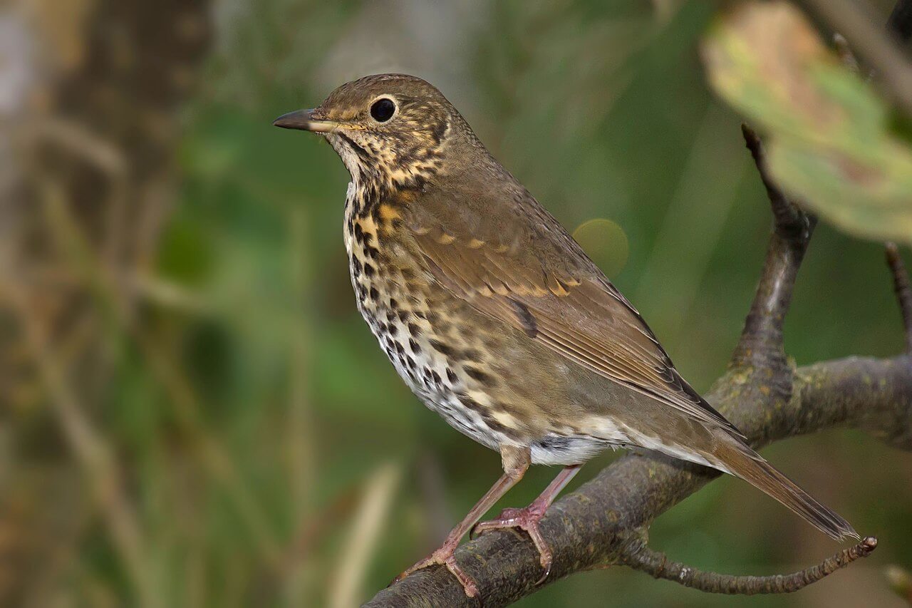 Zorzal común (Turdus philomelos)