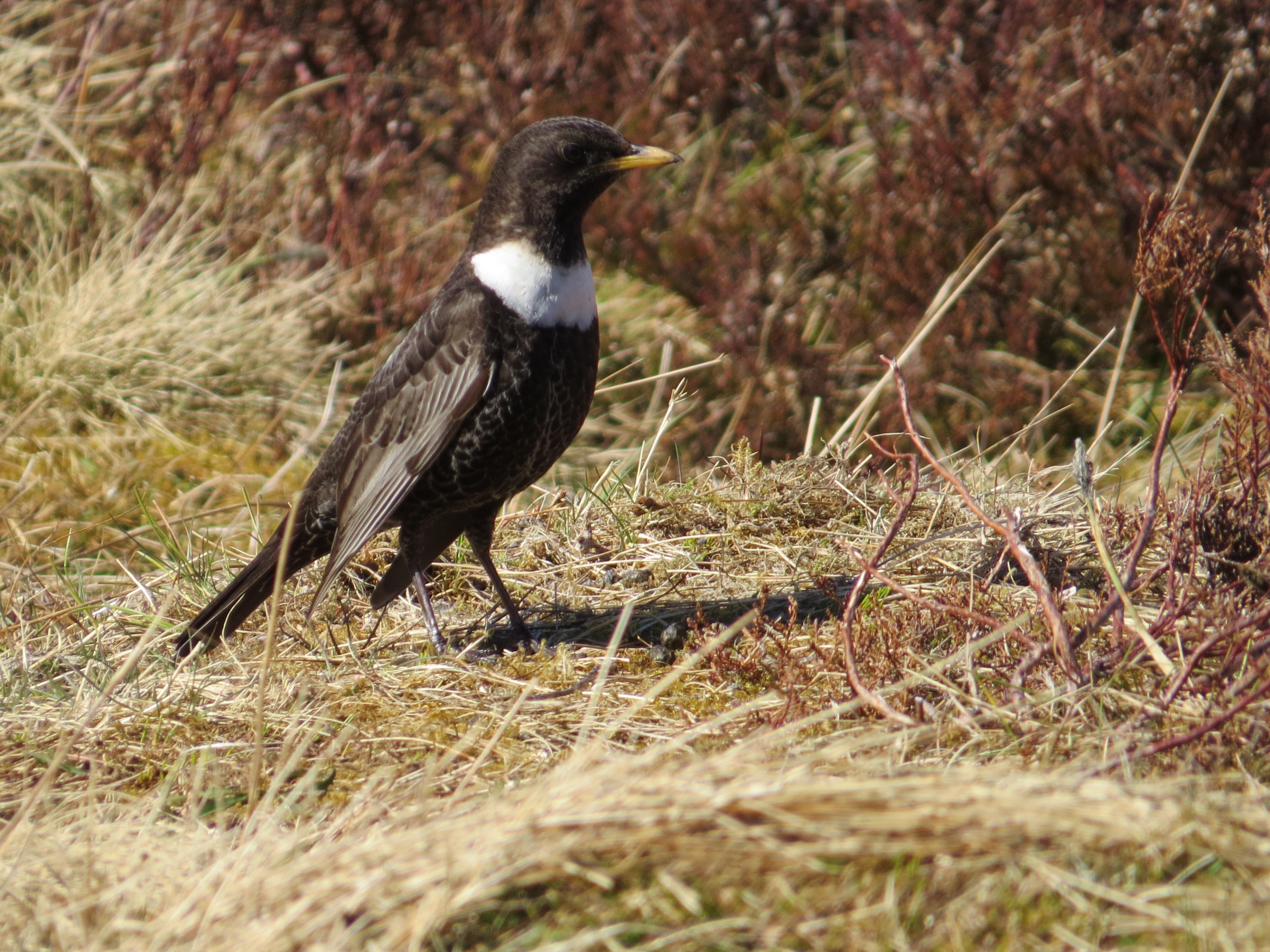 Mirlo capiblanco (Turdus torquatus)