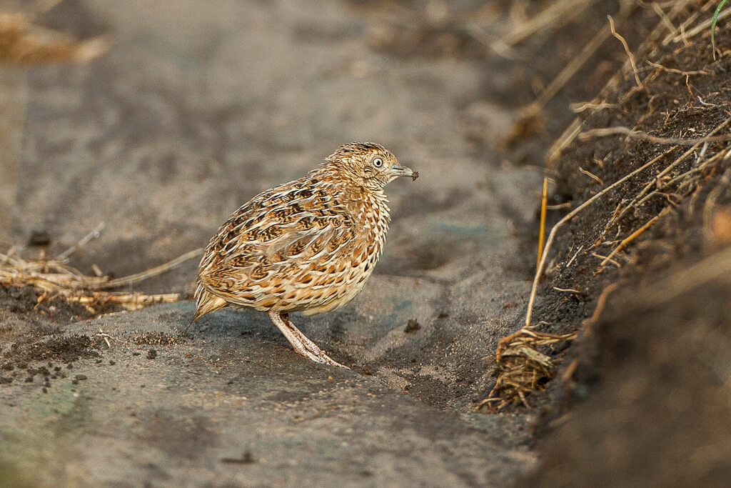 Torillo andaluz (Turnix sylvaticus)