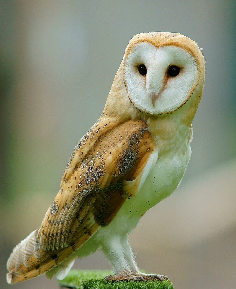 Lechuza común (Tyto alba)
