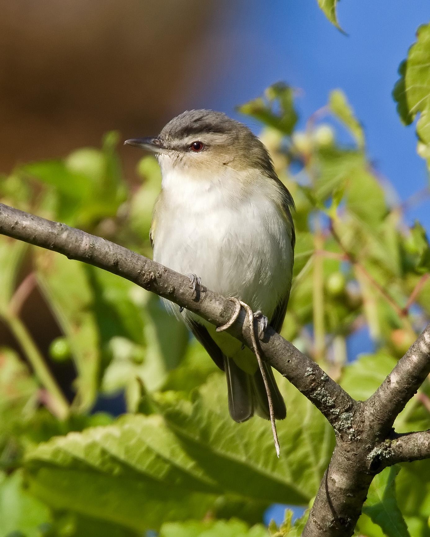Vireo ojirrojo (Vireo olivaceus)
