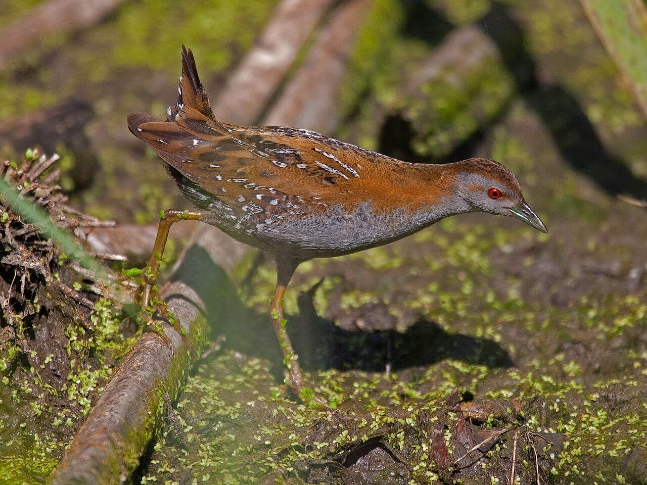 Polluela chica (Zapornia pusilla)